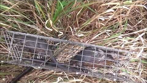 Catching muskrats in colony traps