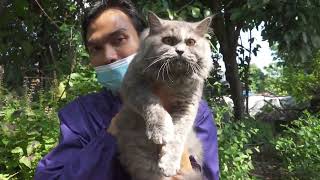 lepas adopsi kucing persia bagus tapi murah by bubulusi 4,023 views 2 years ago 4 minutes, 12 seconds