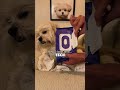 This $2,000 Puppy’s Glow Up Is Actually Insane! 😱