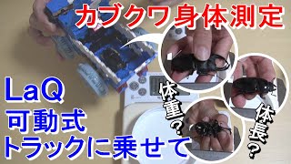 LaQ可動式トラックから飛び出したカブクワの身体測定（カブトムシ、オオクワガタ）