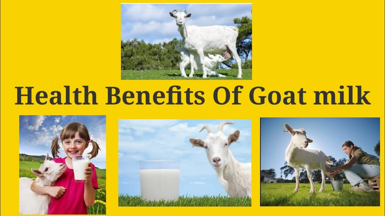 The health benefits of goats milk YouTube