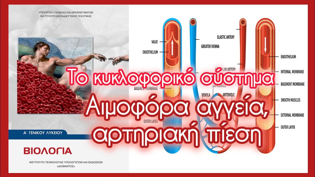 Αιμοφόρα αγγεία, αρτηριακή πίεση • Το κυκλοφορικό σύστημα  • Κεφ. 3.2