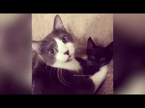 fluffy-cats-|-very-funny-cat-videos