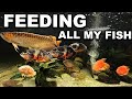 Feeding all my fish piranha arowana oscars stingrays and more the king of diy  2023