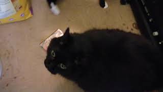 The fat black pussycat DVD with my two cats