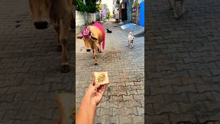 क्युट❤️ गौरी🙏#babycow #shortsfeed #calf #shortvideo #cow #ytshorts #cowvideos #shorts #cowvideo #cut