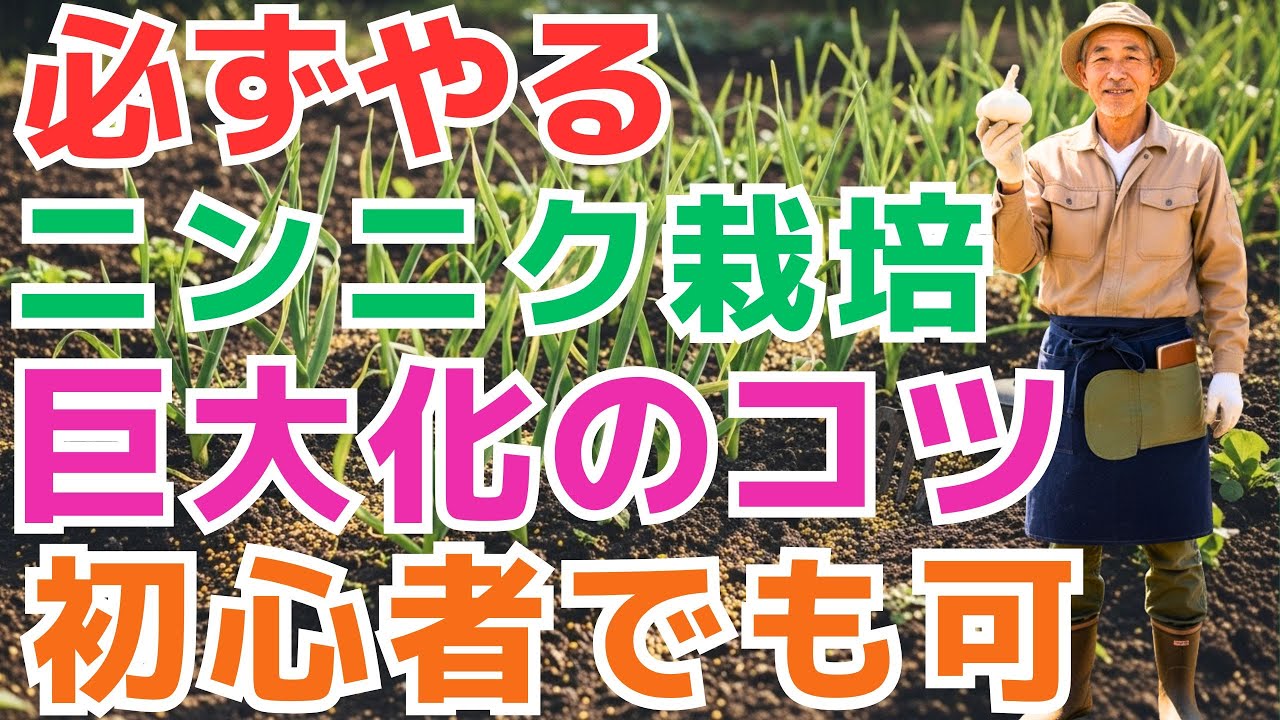 【99％の家庭菜園が知らない】必ず差が出る！ニンニクを巨大化させる“2回目の追肥”最終タイミングと失敗を防ぐ禁断のやり方｜初心者でもすぐできる