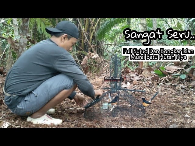 AKHIRNYA KENA JERAT JUGA || REZEKI DAPAT MURAI BATU HUTAN ISTIMEWA class=