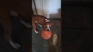 him & his basketball ➡LIKE&SUBSCRIBE #boxer #dog #funny #puppy #viral #shorts  #boxerlove #airbuds