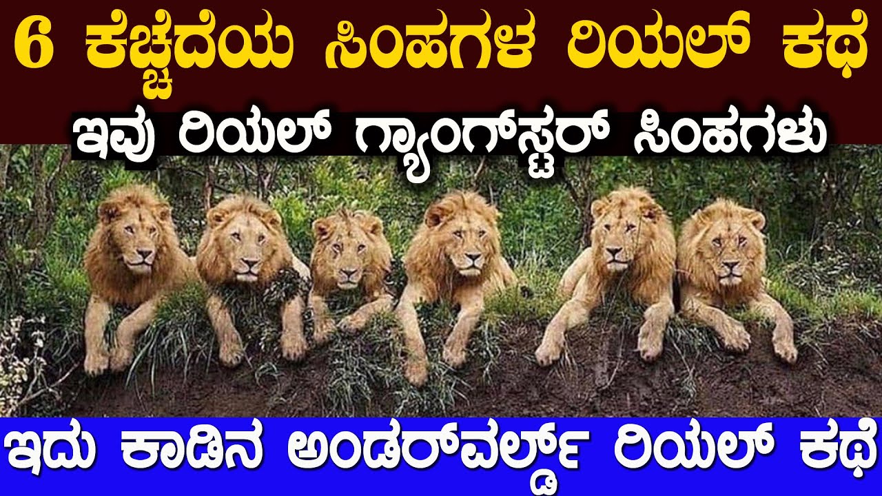 ಆರು ಸಿಂಹಗಳ ರಿಯಲ್ ಗ್ಯಾಂಗ್ ಸ್ಟರ್ ಕಥೆ ಇವು ಕಾಲಿಟ್ರೆ ಅಲ್ಲಿ ಯಾರು ಬದುಕುತ್ತಿರಲಿಲ್ಲ  A TRUE STORY OF SIX LION