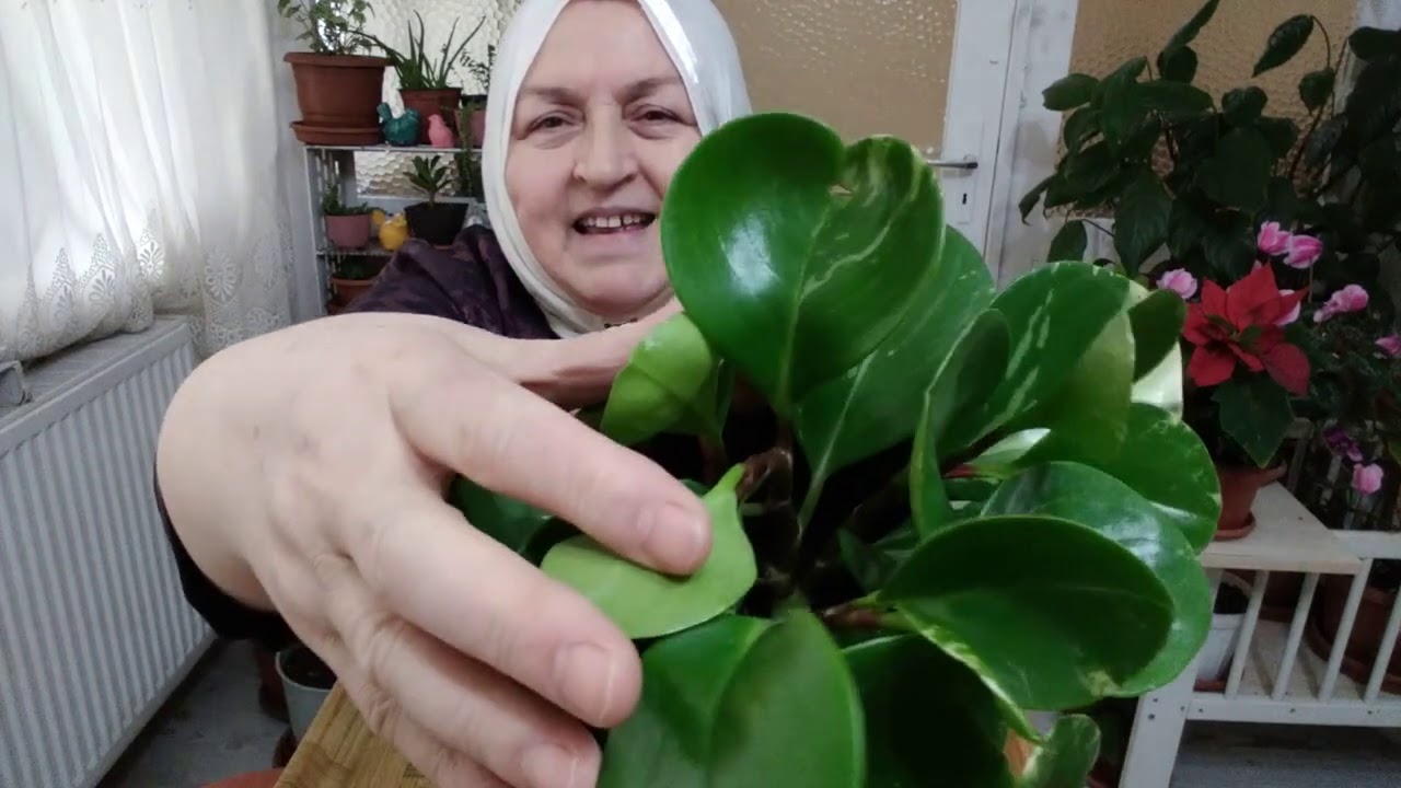 ZÜMRÜT DALGASI (PEPEROMİA) BİTKİSİ NASIL ÇOĞALTILIR NASIL BAKILIR.