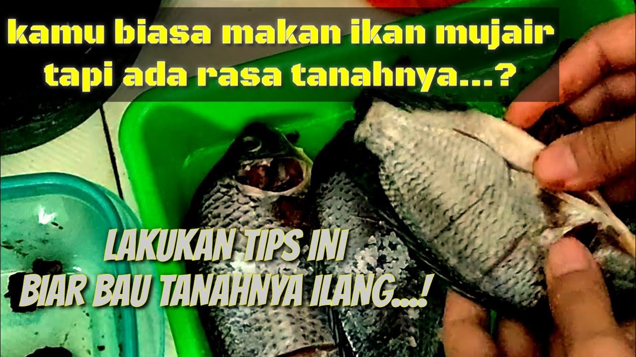 tips menghilangkan bau tanah pada ikan mujair - YouTube