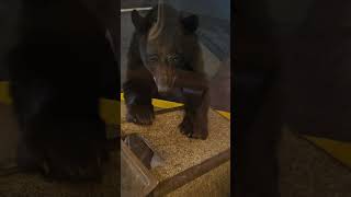 Bear Knocks Over Trashcan and Flees