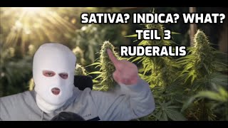 ERKLÄRT: RUDERALIS - SATIVA? INDICA? WHAT? TEIL 3