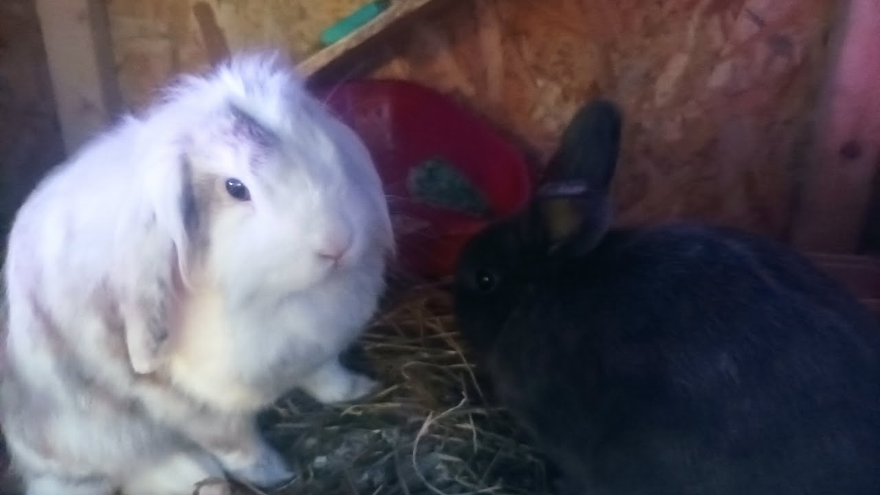 The Rabbits Have A New House, And George Had More Treatment.