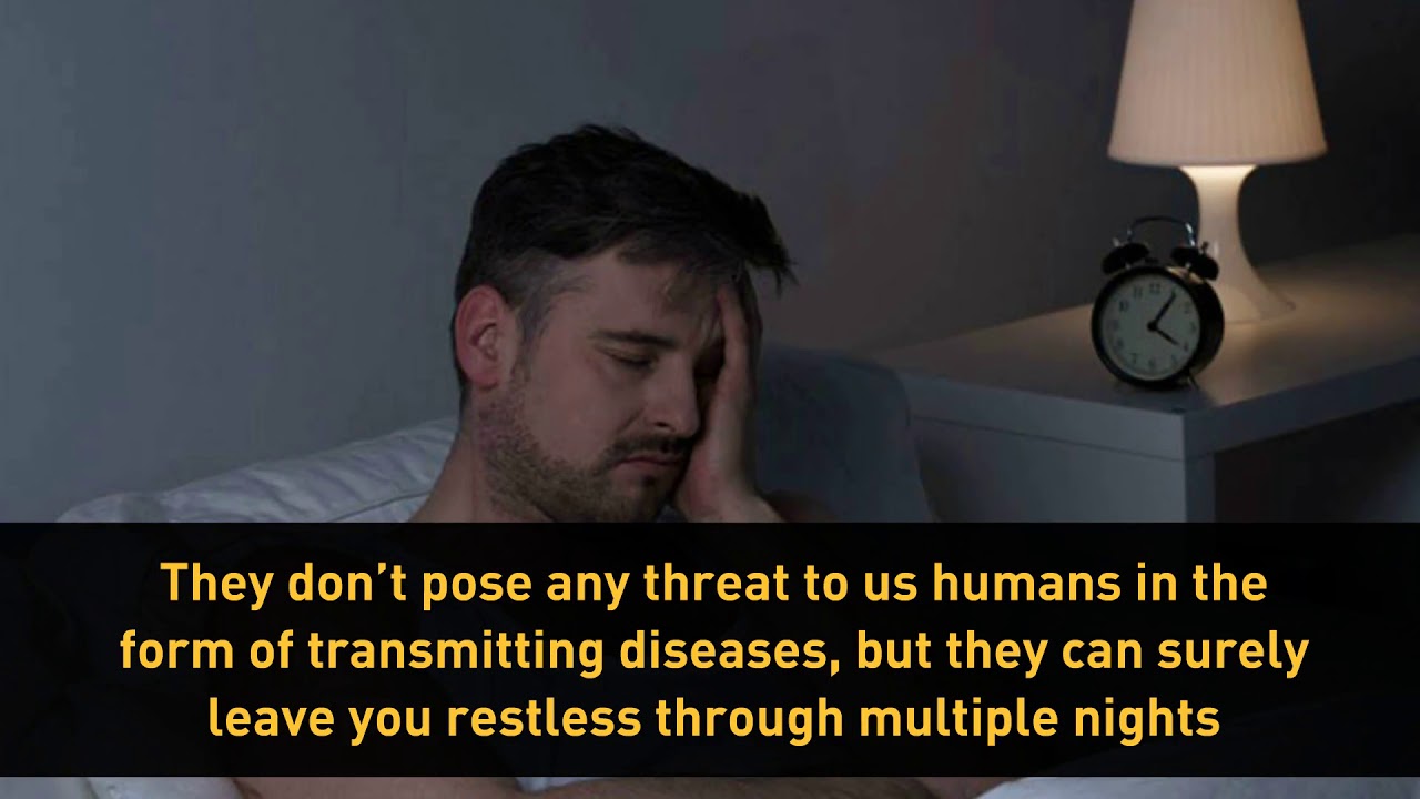 Bed Bug Removal Columbus OH | xterminator.com