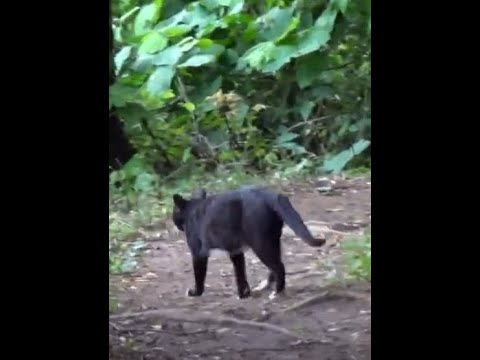 깊은 산속에서 만난 귀여운 야생 고양이 ..A <strong>cute</strong> wild cat I met in the <strong>deep</strong> mountains.......Jeonju .... 全州市..... KOREA