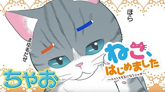 ねこはじめました Youtube