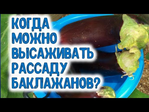 Когда можно высаживать рассаду баклажанов в теплицу? Какой должна быть температура почвы для баклажа