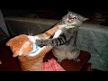 ПРИКОЛЫ С ЖИВОТНЫМИ ДО СЛЕЗ / Смешные КОТЫ 2021 / Приколы с КОТАМИ / Funny ANIMALS video #35