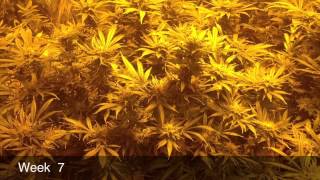 Pineapple Express And Rambo Week 7 Flowering