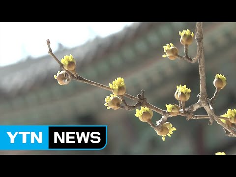 [날씨] 봄꽃 기다리는 고궁...맑고 따뜻 / YTN