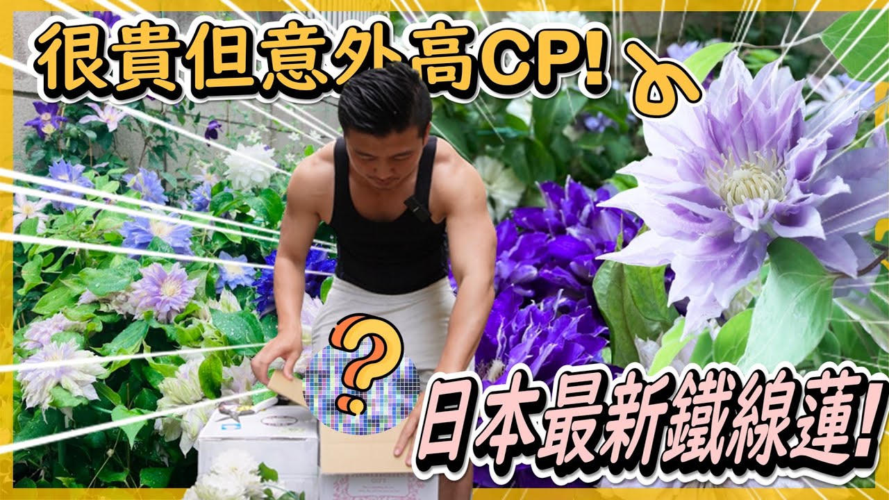 【日本系列22】開箱日本超貴!!但CP值卻很高的日本鐵線蓮，光運費在台灣就可以買一整顆開花鐵線蓮。＃鐵線蓮#伊恩愛種花