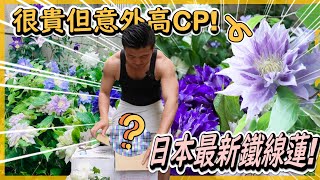 【日本系列22】開箱日本超貴!!但CP值卻很高的日本鐵線蓮，光運費在台灣就可以買一整顆開花鐵線蓮。＃鐵線蓮#伊恩愛種花