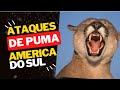 PUMA - ATAQUES na AMERICA do SUL [Já teve MORTES!!]