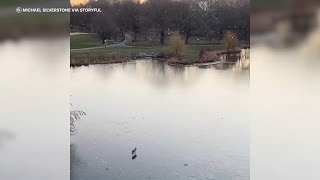 Coyote takes morning stroll across frozen pond in Central Park