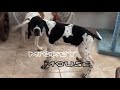 Английский пойнтер - первое знакомство с собакой нашей мечты / Микки Маус 3 месяца