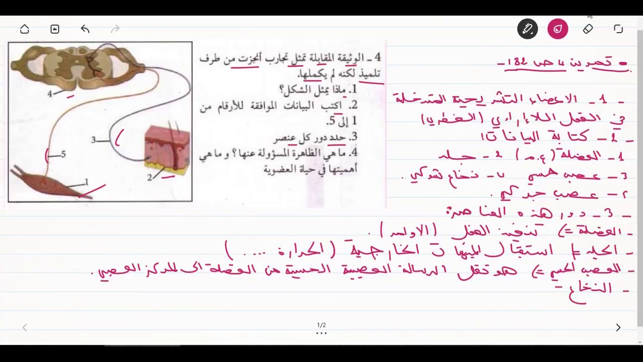 حل التمرين رقم04 صفحة 82 من الكتاب المدرسي علوم الطبيعة و الحياة