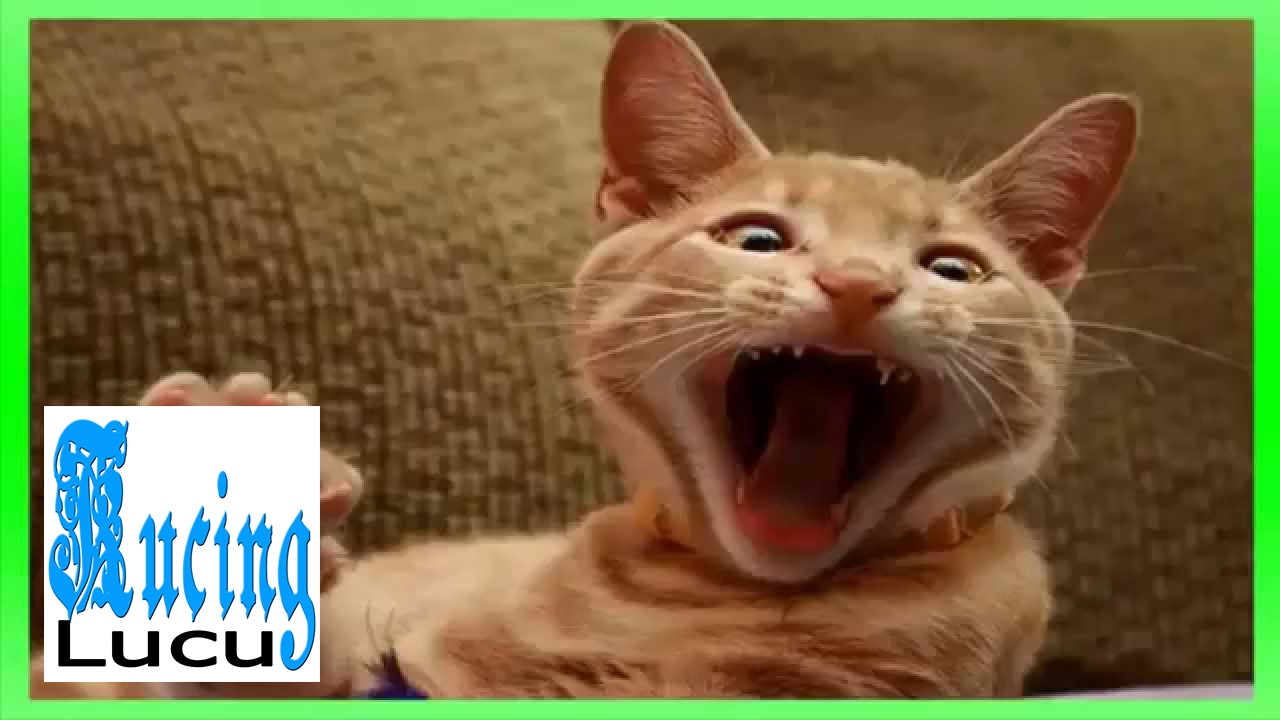 KUCING LUCU Video Kucing Lucu Berantem YouTube