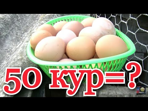 куры несушки хайсекс( сколько Могут снести яиц 50 кур?)