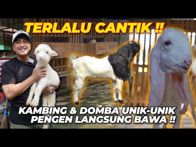 TEMEN KULIAH TERNYATA JUALAN KAMBING LUCU..!! class=