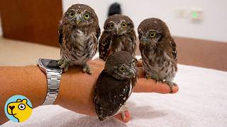 Download Lagu Baby Owls Abandoned in Vent Become Man’s New Family MP3