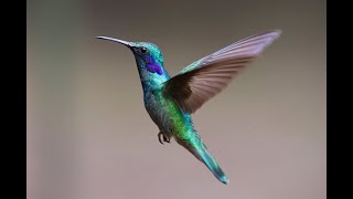 Top 10 Most Beautiful Hummingbirds Tipos De Zunzun
