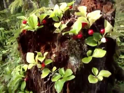 Как растёт ягода Клоповник (Красника) в лесу