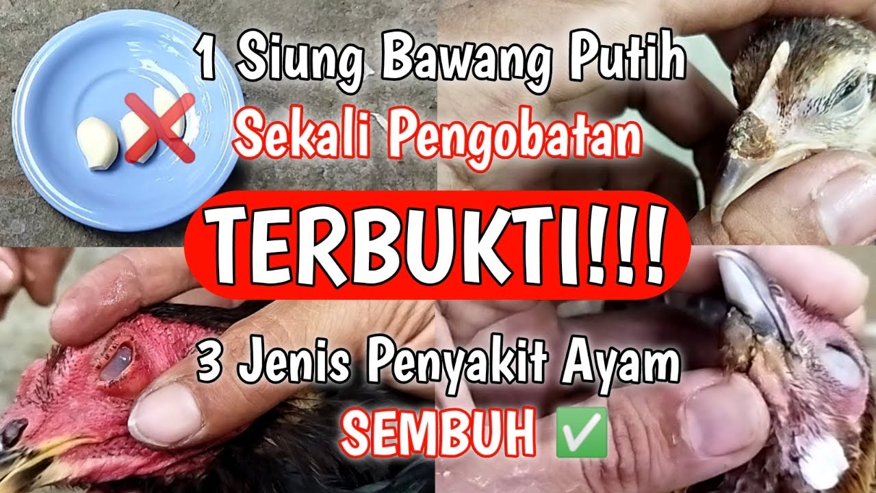 Bawang Putih terbukti AMPUH mengobati Penyakit AYAM secara Alami