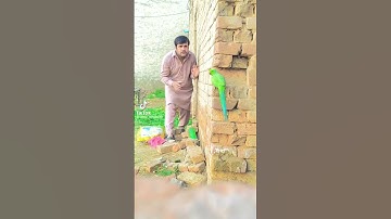 Parrot catching #ytshorts #parrots #catching #villagelife