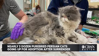 Nearly 3 Dozen Purebred Persian Cats Going Up For Adoption After Surrender