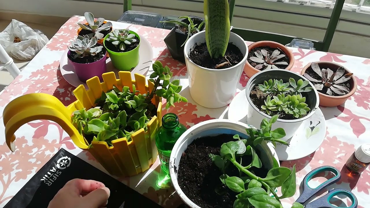 Buz Çiçeği Ekimi ve Bakımı