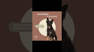 Get ready for a dose of canine majesty!