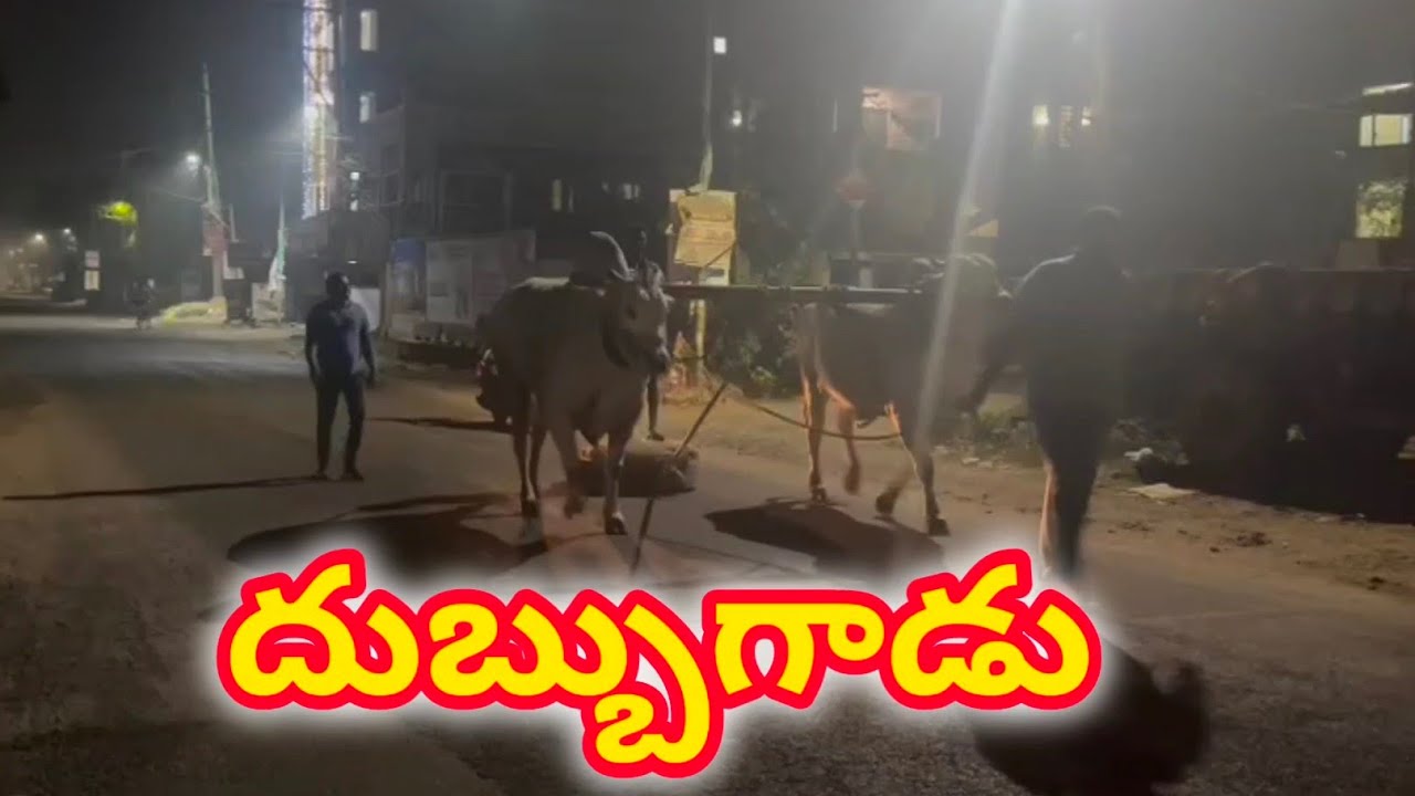 Get ready for race Dhubbanna DVR Memorial Bull's kanuru