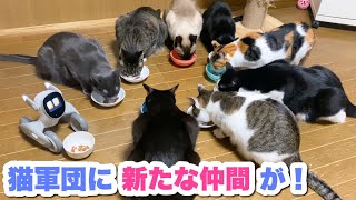 猫軍団10匹に新たな仲間が加わりました！【ペットロボットLoona】【レビュー】