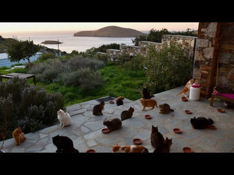 Video: Cat Sanctuary Contrata A Un Cuidador Para Cuidar De 55 Gatos En Una Isla Griega