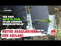 @Bereket TV   Tarımsal Eğitim - Meyve Ağaçlarında Göz Aşıları