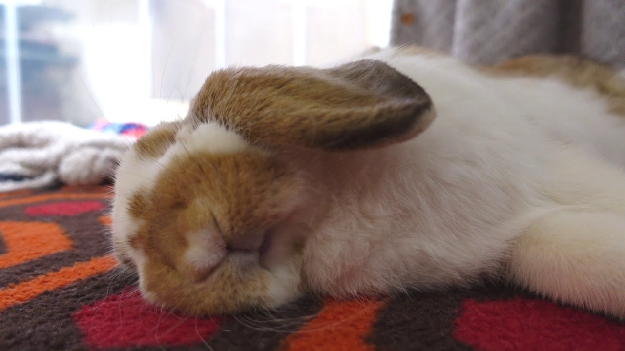 倒れるように眠るフレンチロップ うさぎ Too Cute French Lop That Sleeps Like A Fall Rabbit Youtube