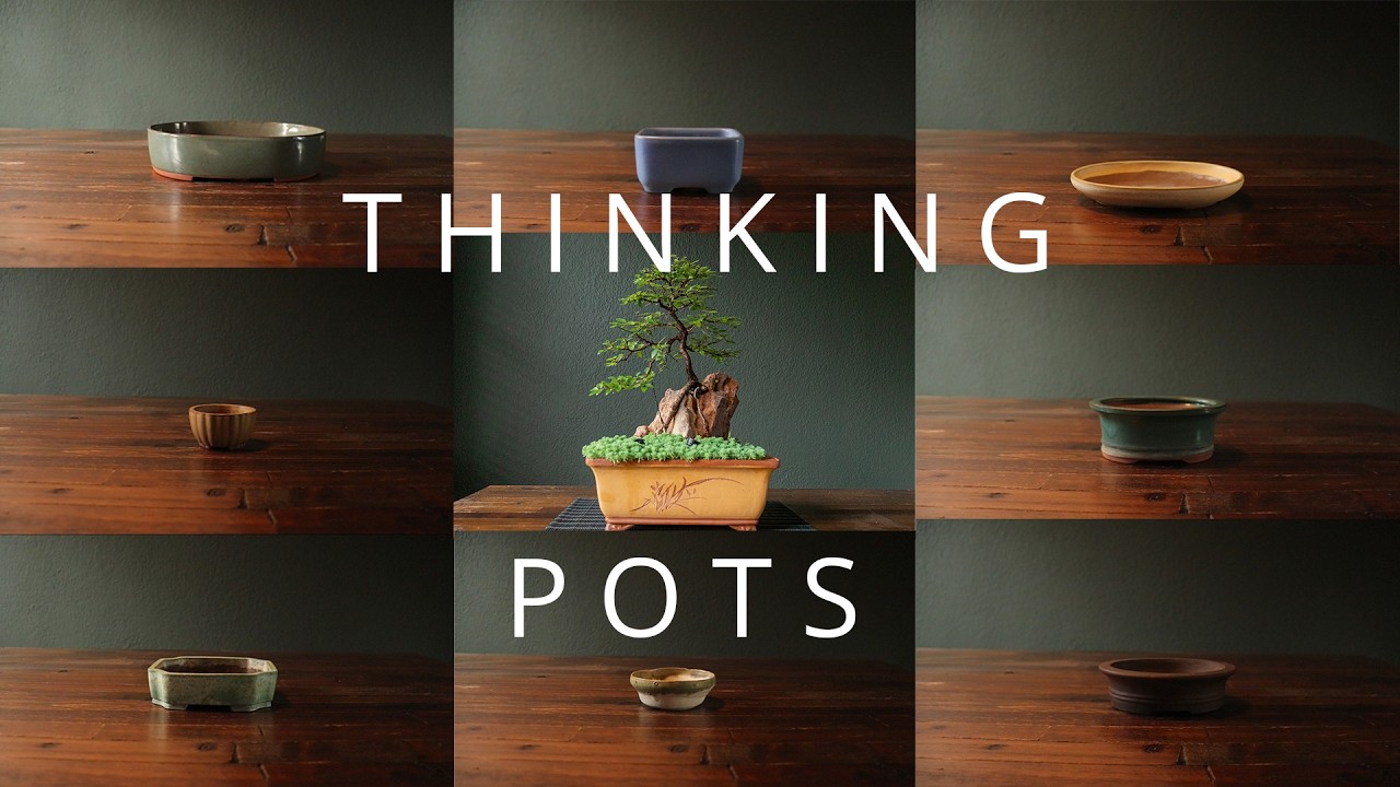 What Makes a Bonsai Pot Right for a Tree? 🌿 | Design, Proportion & Harmony