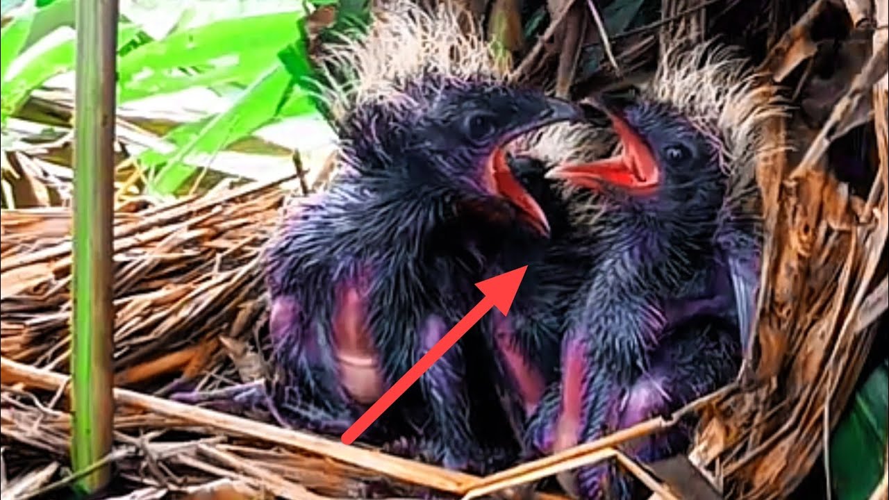 KELAPARAN MENGUBAH BAYI BURUNG SEPERTI MONSTER 